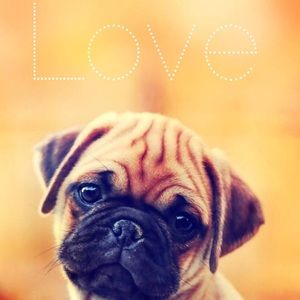 Meet your Posher, Kara